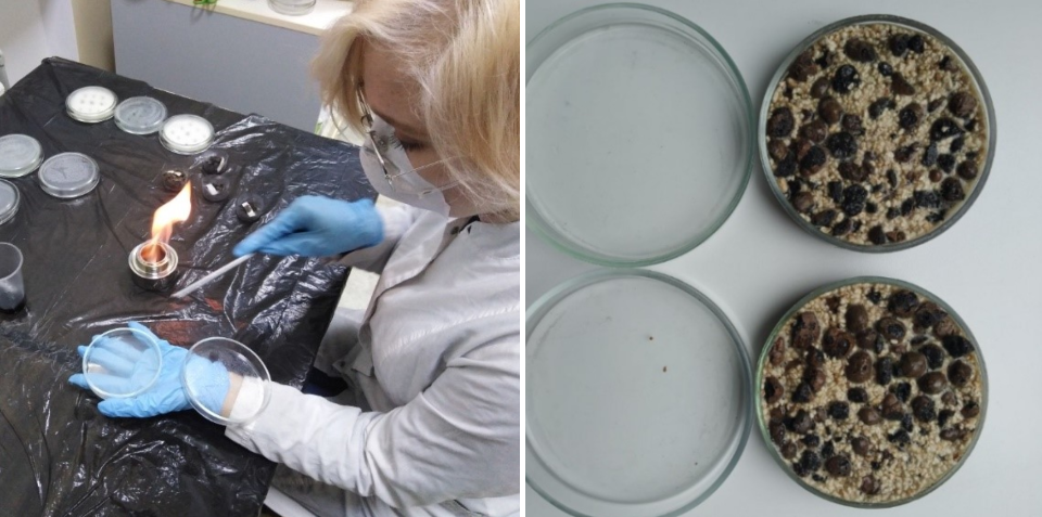 Left: Marharyta Meleshkova is performing bacteriological seeding in the laboratory experiment in Mariupol Technical Lyceum. Photo credit: Vyacheslav Ponomarchuk. Right: Experimental sample of the binary composite produced by Marharyta Meleshkova in the Mariupol Technical Lyceum. Photo credit: Marharyta Meleshkova